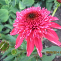 Location: Home coneflower garden...
Date: 2014-09-08
Loud, bold color adds interest to the garden....