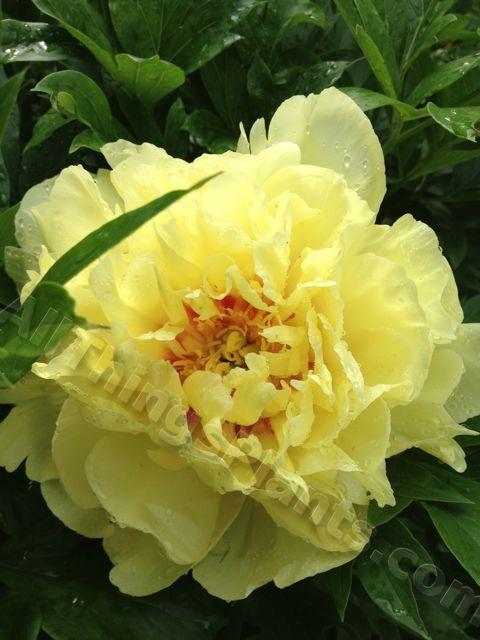 Photo of Intersectional Peony (Paeonia 'Garden Treasure') uploaded by magnolialover
