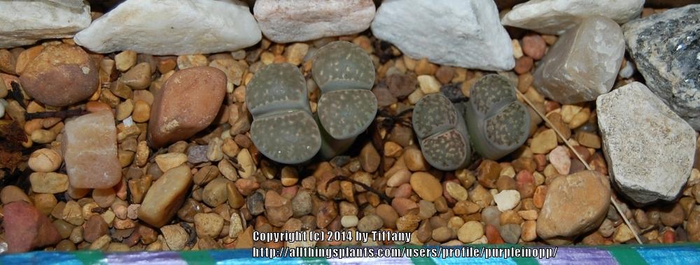 Photo of Living Stones (Lithops) uploaded by purpleinopp