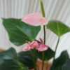 new blooms on my anthurium