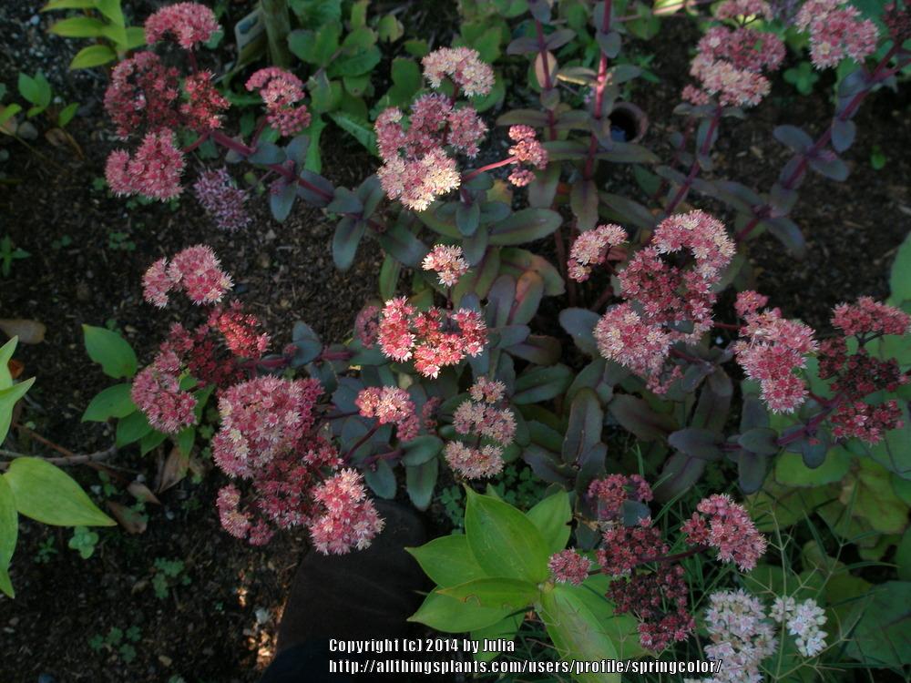 Photo of Sedum (Hylotelephium telephium subsp. telephium 'Orange Xenox') uploaded by springcolor