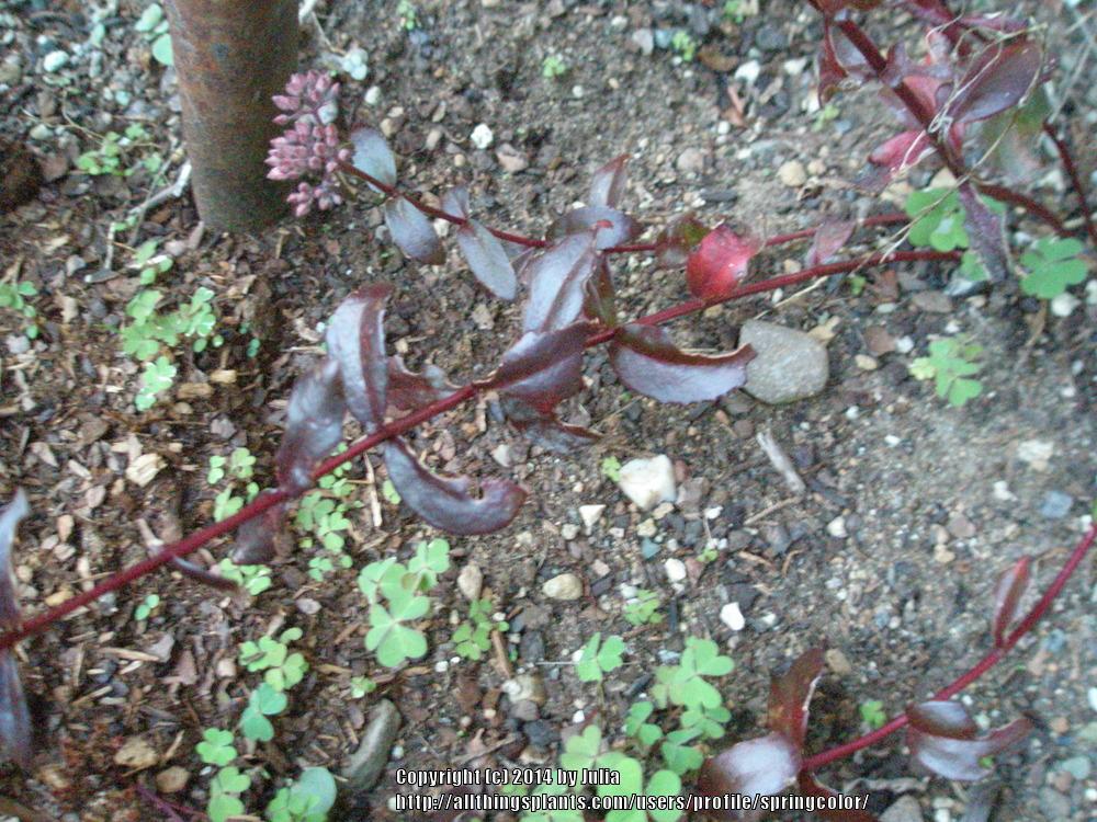 Photo of Sedum (Hylotelephium telephium subsp. telephium 'Ringmore Ruby') uploaded by springcolor