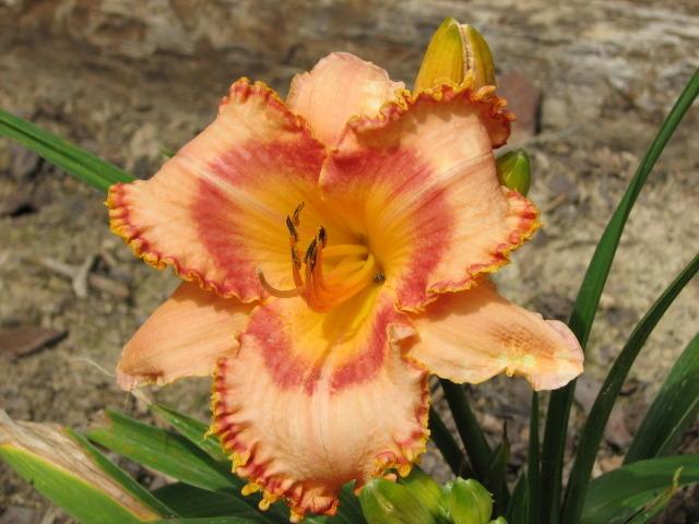Photo of Daylily (Hemerocallis 'All Creation Sings') uploaded by tgarden711
