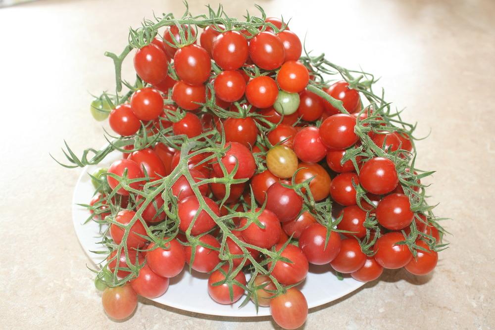 Photo of Tomato (Solanum lycopersicum 'Elfin') uploaded by Daylilybaby