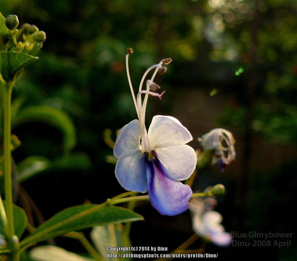 Photo of Blue Glorybower (Rotheca myricoides subsp. myricoides) uploaded by Dinu