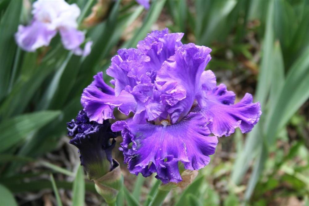 Photo of Tall Bearded Iris (Iris 'Highland Lord') uploaded by KentPfeiffer