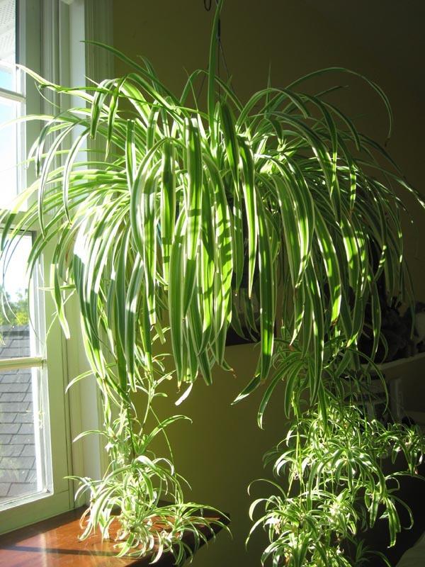Photo of Variegated Spider Plant (Chlorophytum laxum 'Siam Lily') uploaded by MotherRaphaela