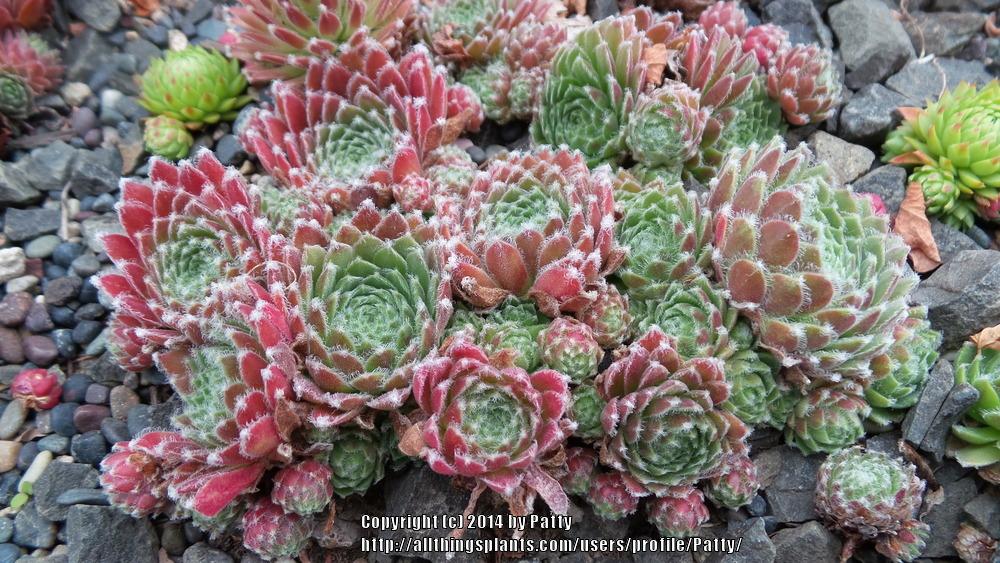 Photo of Hen and Chicks (Sempervivum 'Sprite') uploaded by Patty