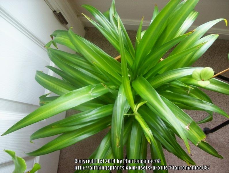 Photo of Spider Plant (Chlorophytum viridescens 'Hawaiian') uploaded by Plantomaniac08
