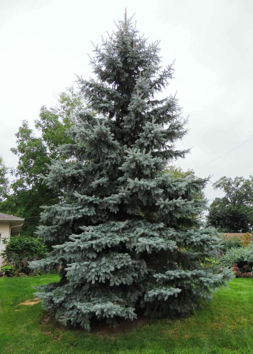 Photo of Colorado Blue Spruce (Picea pungens) uploaded by foraygardengirl