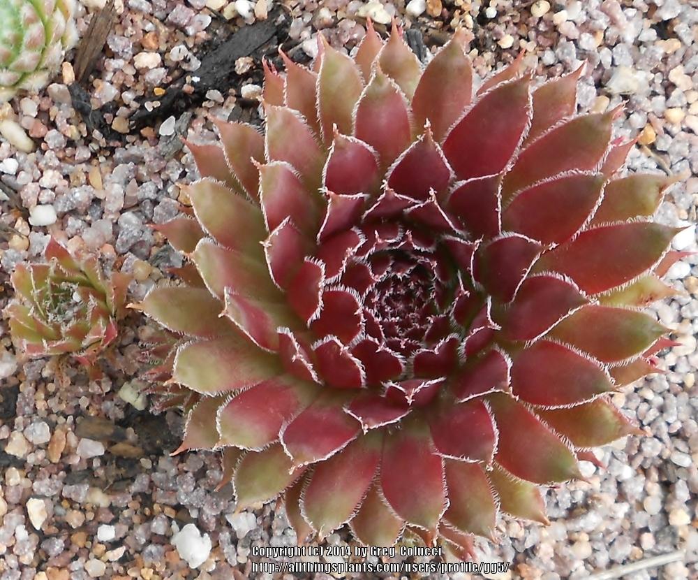 Photo of Hen and Chicks (Sempervivum 'Astrid') uploaded by gg5
