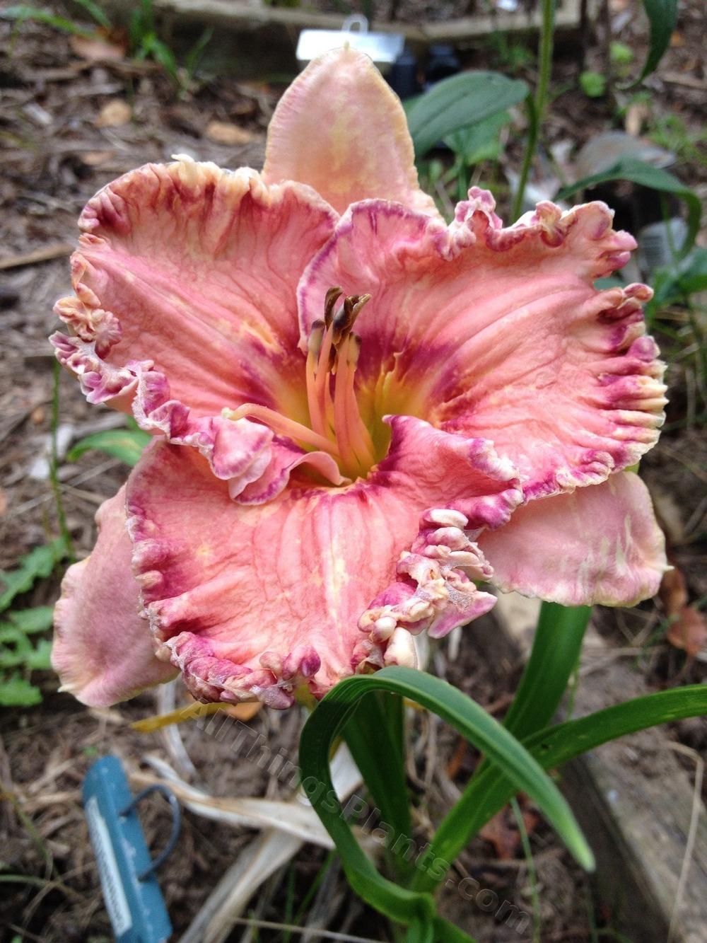 Photo of Daylily (Hemerocallis 'Competition') uploaded by magnolialover