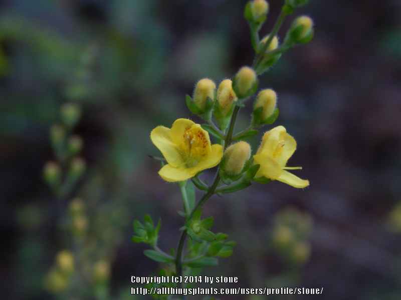Photo of Yaupon Blacksenna (Seymeria cassioides) uploaded by stone