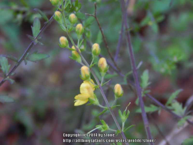 Photo of Yaupon Blacksenna (Seymeria cassioides) uploaded by stone