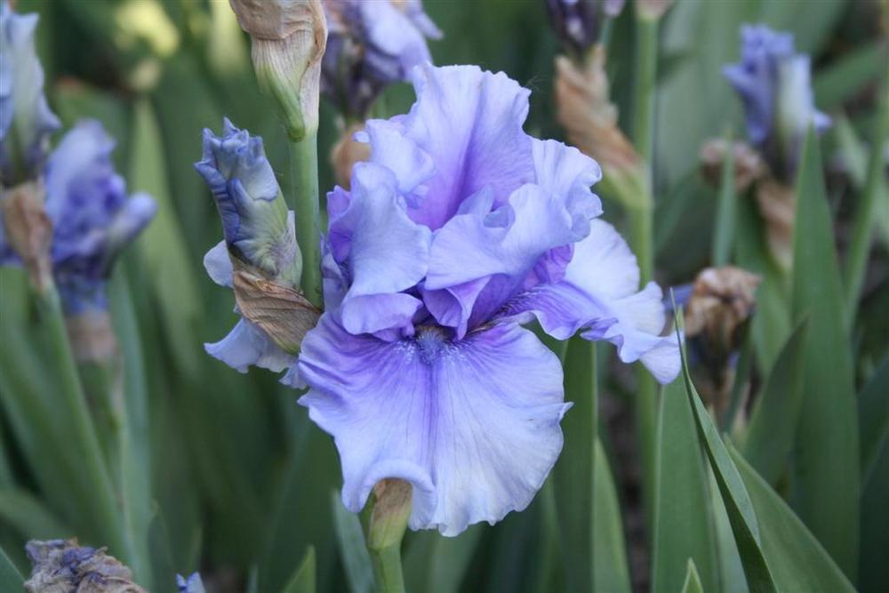 Photo of Tall Bearded Iris (Iris 'Jordan's Joy') uploaded by KentPfeiffer
