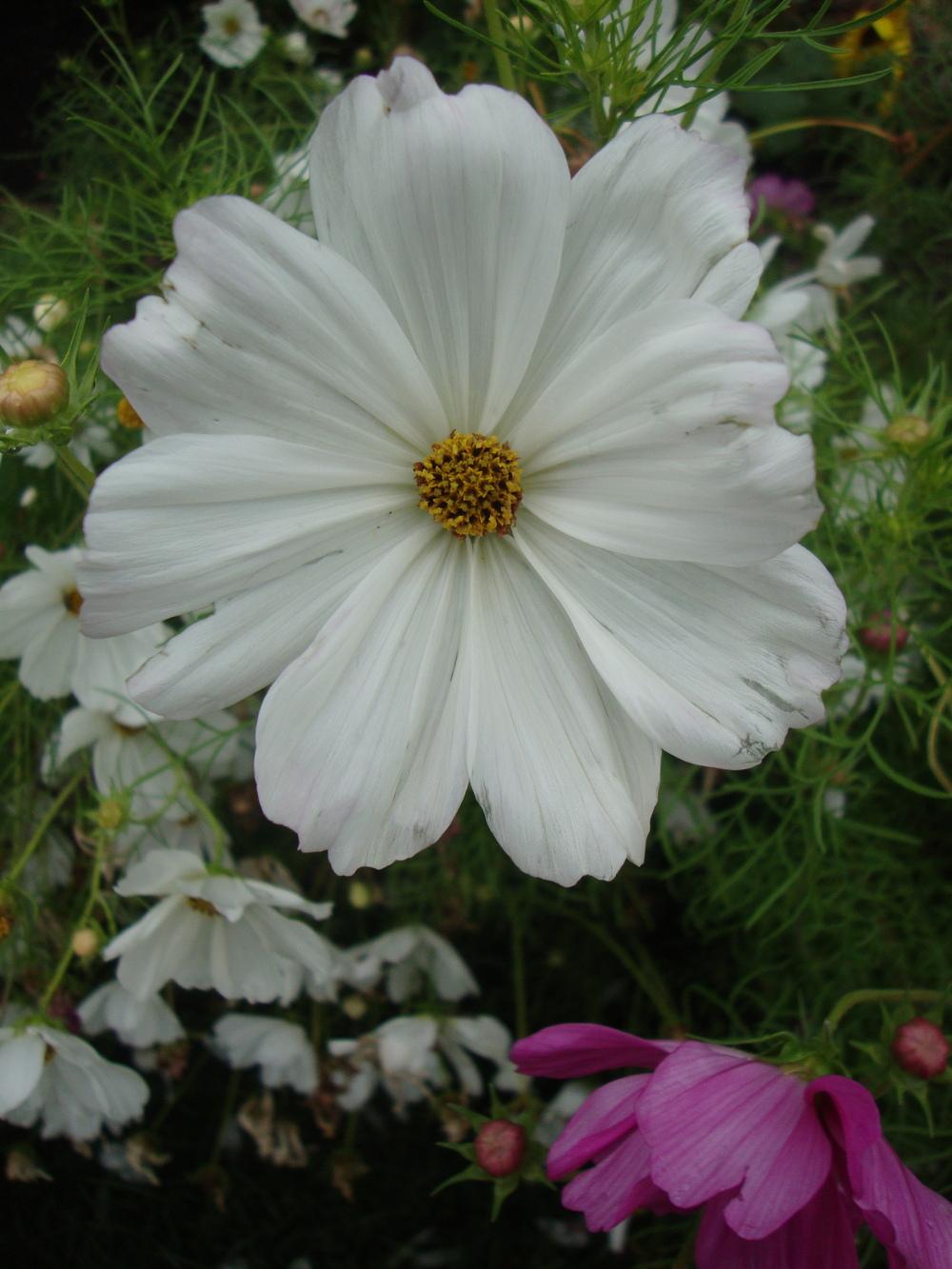 Photo of Cosmos uploaded by Paul2032