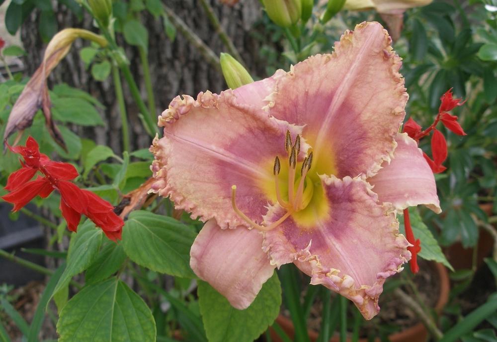 Photo of Daylily (Hemerocallis 'Make Room for Miracles') uploaded by needrain