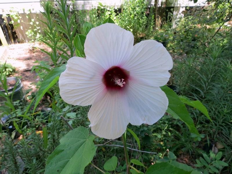 Photo of Rose Mallow (Hibiscus laevis) uploaded by Horntoad