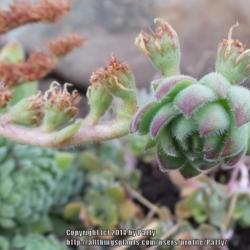 Location: Willamette Valley Oregon
Date: 2014-09-10 
a new semp forming at the end of a flower stalk