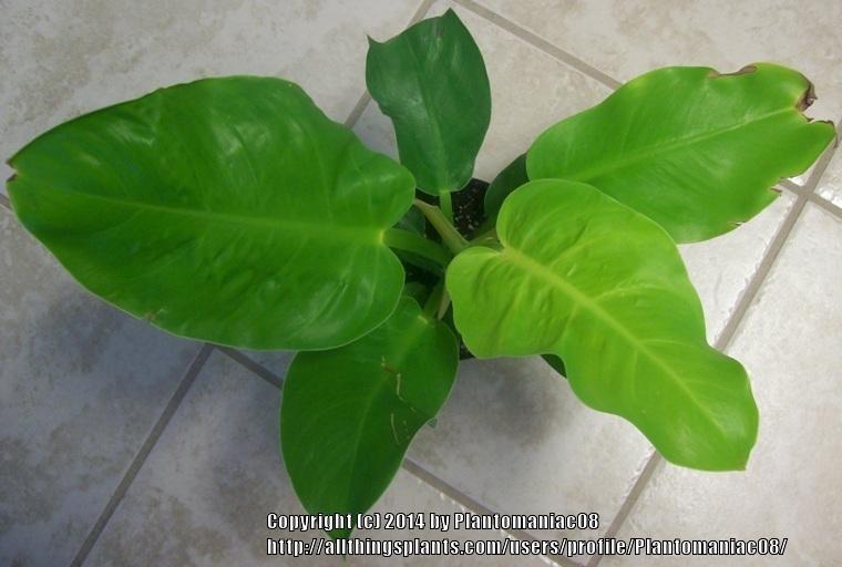 Photo of Philodendron 'Moonlight' uploaded by Plantomaniac08