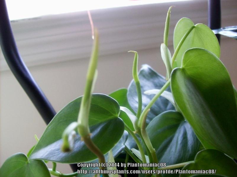 Photo of Heart Leaf Philodendron (Philodendron hederaceum var. oxycardium) uploaded by Plantomaniac08