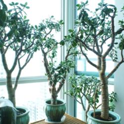Location: Jersey City, NJ
Date: 2013-04-16
sev of my jades grown from cuttings; center: 20 year old, left/ri