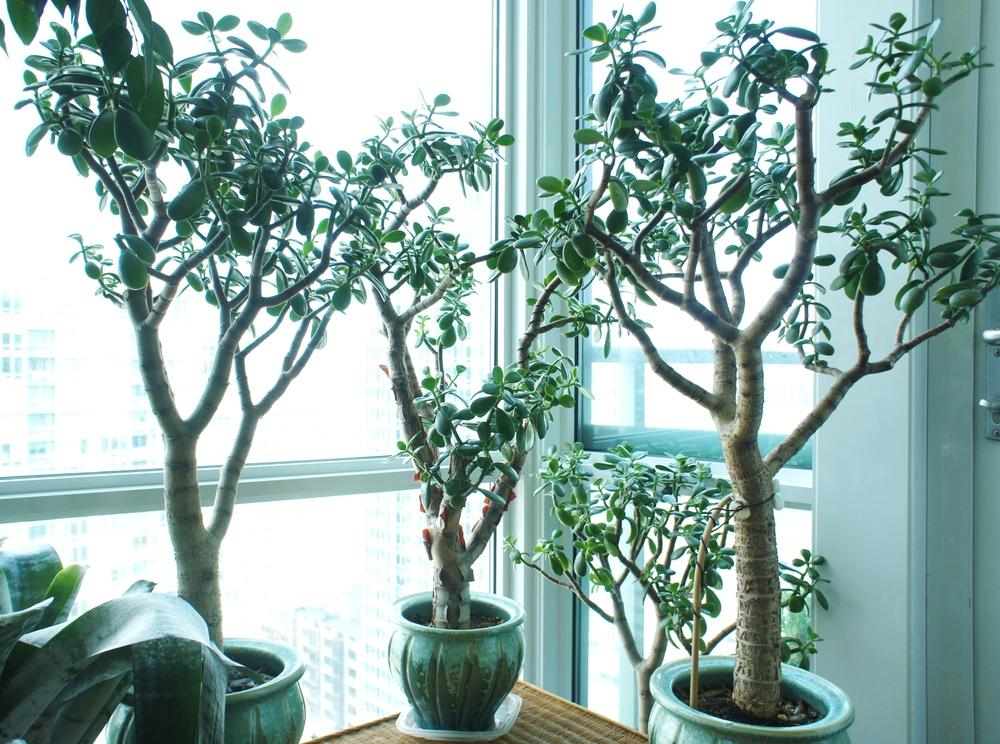 Photo of Jade Plant (Crassula ovata) uploaded by skylark