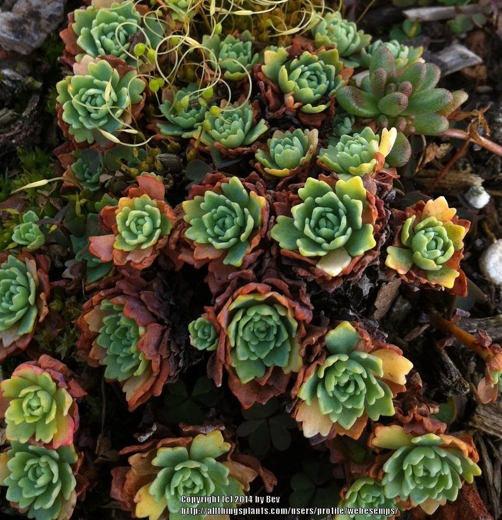 Photo of Afghan Stonecrop (Rhodiola pachyclada) uploaded by webesemps