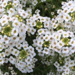 Location: Central NJ
Date: 9/11/14
Lobularia White Knight flower detail