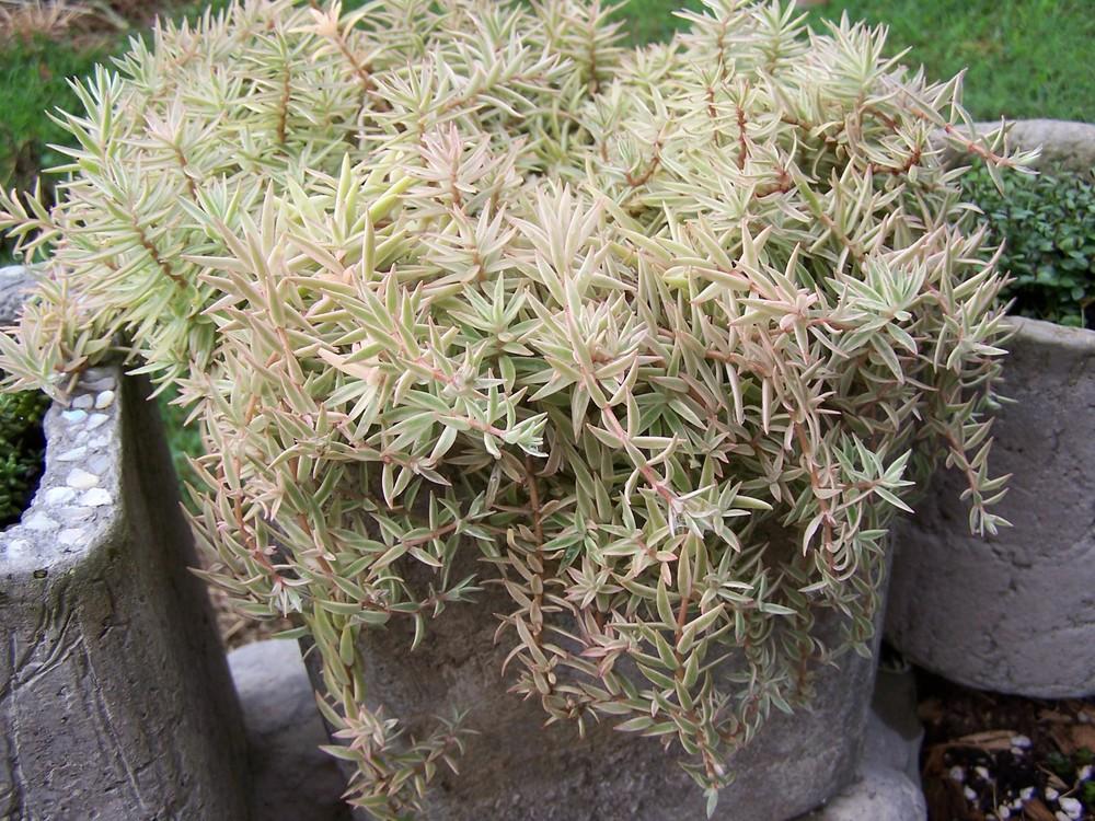 Photo of Stonecrop (Sedum lineare 'Sea Urchin') uploaded by chickhill