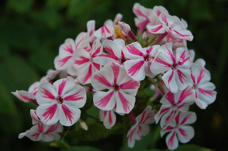 Photo of Phloxes (Phlox) uploaded by pixie62560