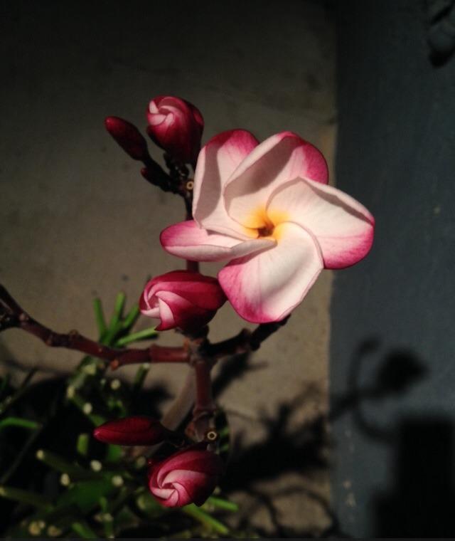 Photo of Plumeria (Plumeria rubra 'Pink Pansy') uploaded by Mark619