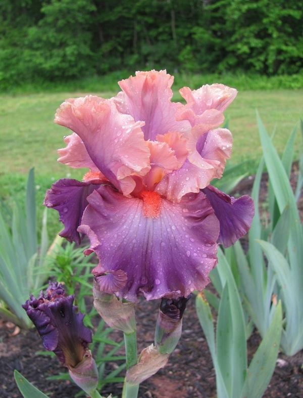 Photo of Tall Bearded Iris (Iris 'Photogenic') uploaded by starwoman
