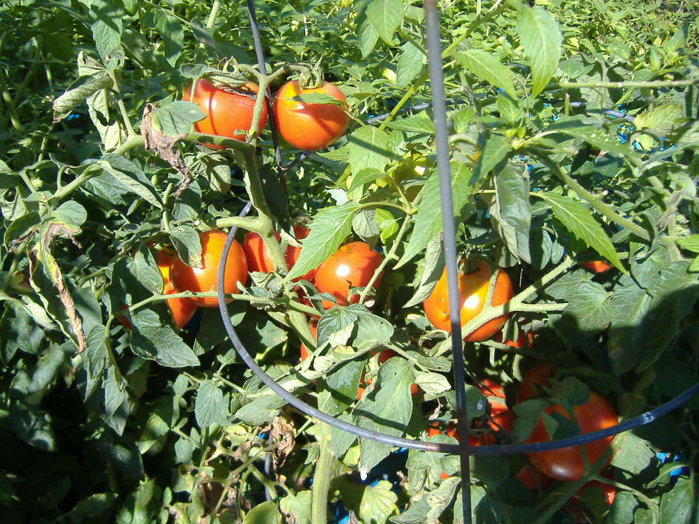 Photo of Tomato (Solanum lycopersicum 'Celebrity') uploaded by tveguy3