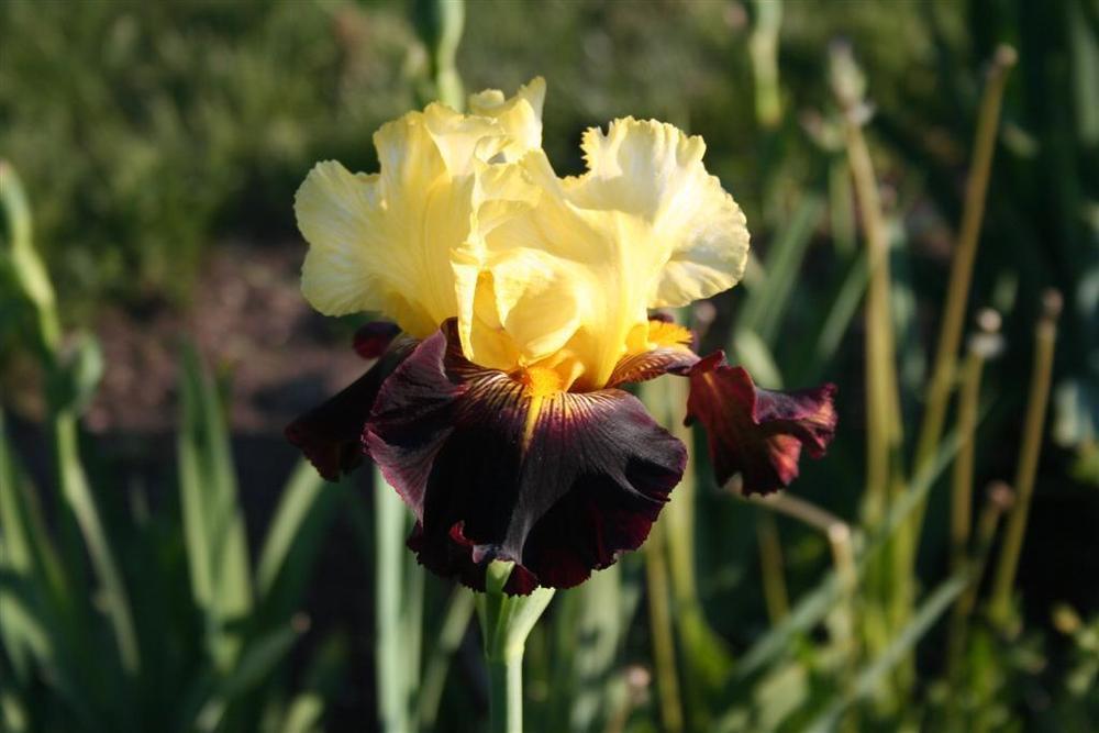 Photo of Tall Bearded Iris (Iris 'Lording It') uploaded by KentPfeiffer