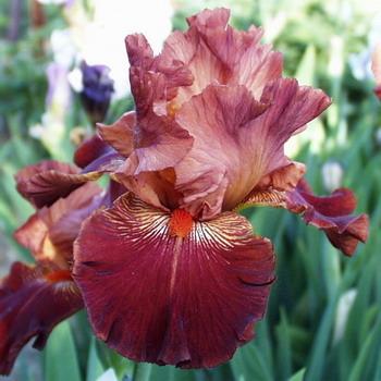 Photo of Tall Bearded Iris (Iris 'Valley of Fire') uploaded by admin