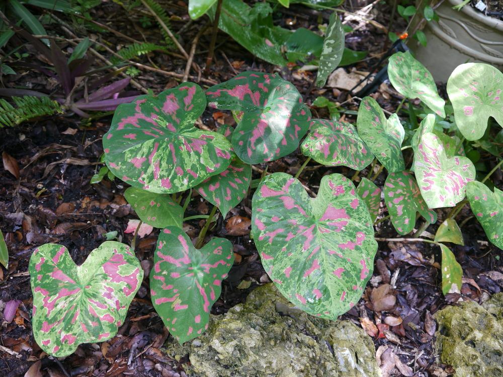Photo of Fancy-leaf Caladium (Caladium 'Florida Beauty') uploaded by dyzzypyxxy