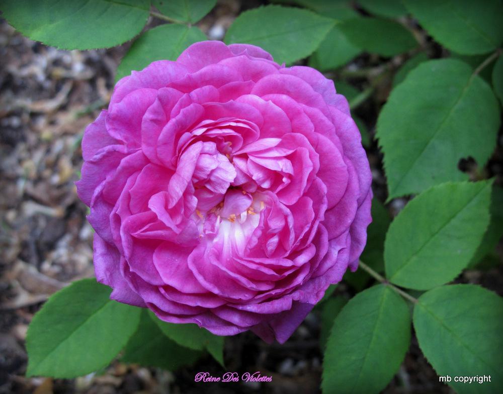 Photo of Rose (Rosa 'Reine des Violettes') uploaded by MargieNY