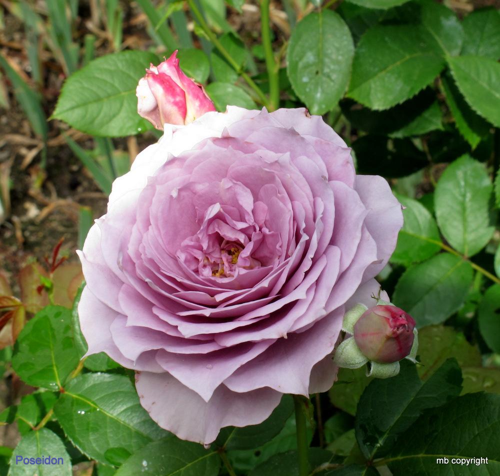 Photo of Rose (Rosa 'Novalis') uploaded by MargieNY