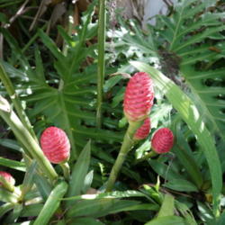 Location: my garden, Sarasota FL
Date: 2014-09-15
Gently squeezing the cones at this stage gives gingery smelling g