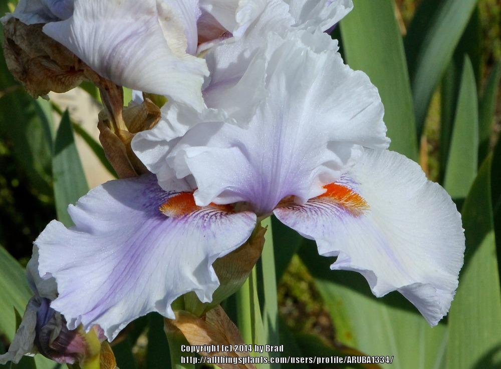 Photo of Tall Bearded Iris (Iris 'Alpine Butterfly') uploaded by ARUBA1334