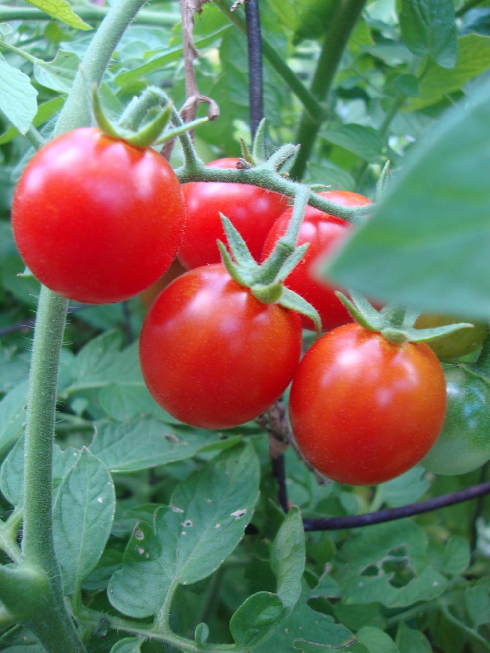 Photo of Tomato (Solanum lycopersicum 'Sweet Million') uploaded by Paul2032