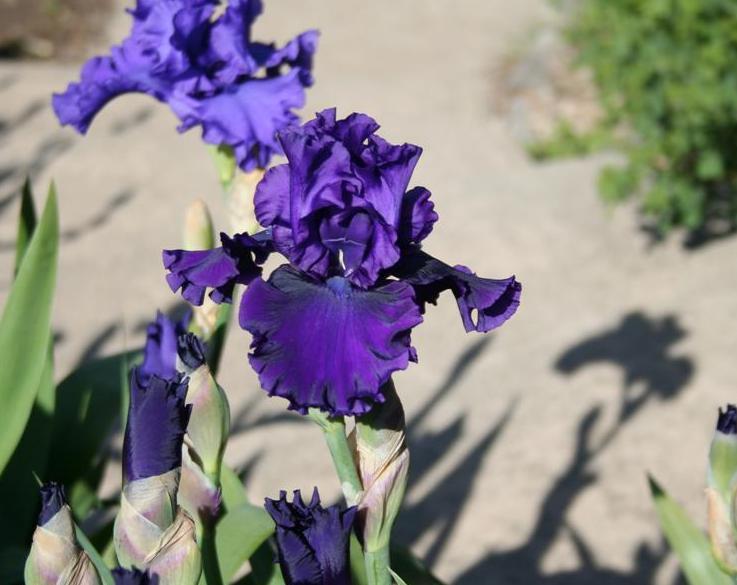 Photo of Tall Bearded Iris (Iris 'Magnificent Masterpiece') uploaded by KentPfeiffer