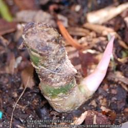 Location: Opp, AL
Date: 2014-09-17
Stump making new growth after being cut.