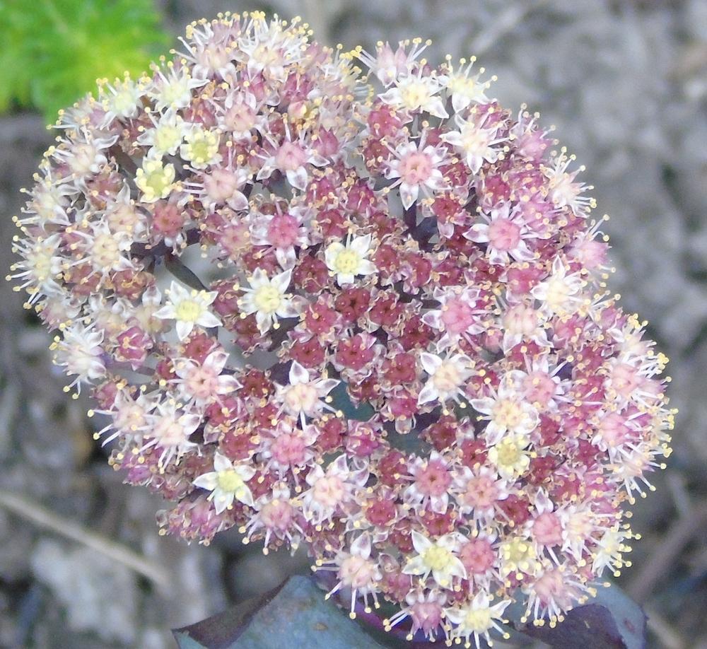 Photo of Stonecrop (Hylotelephium telephium subsp. telephium 'Yellow Xenox') uploaded by Cinta