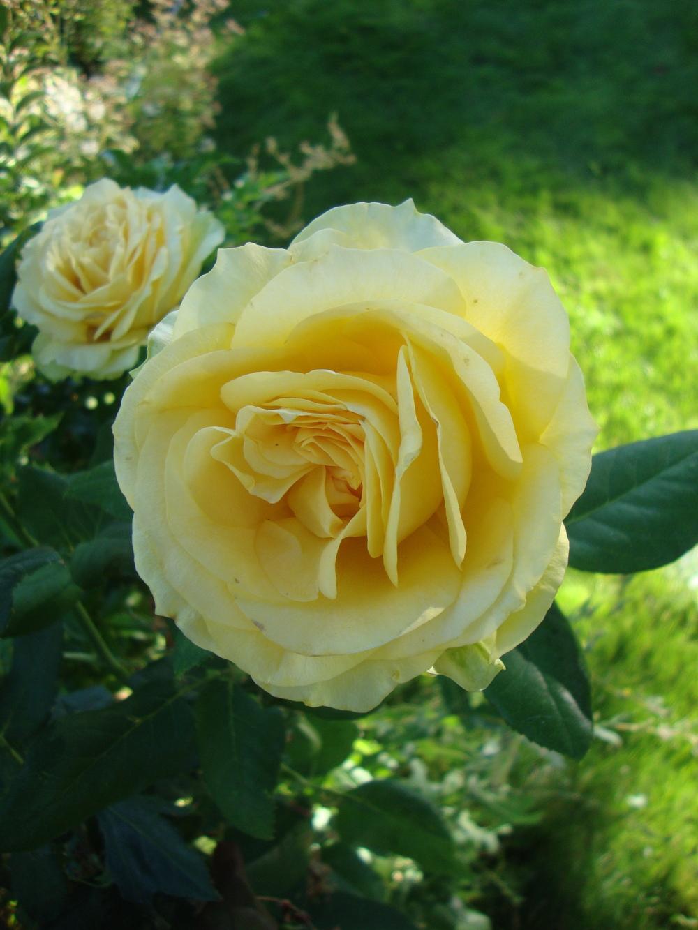 Photo of Rose (Rosa 'St. Patrick') uploaded by Paul2032