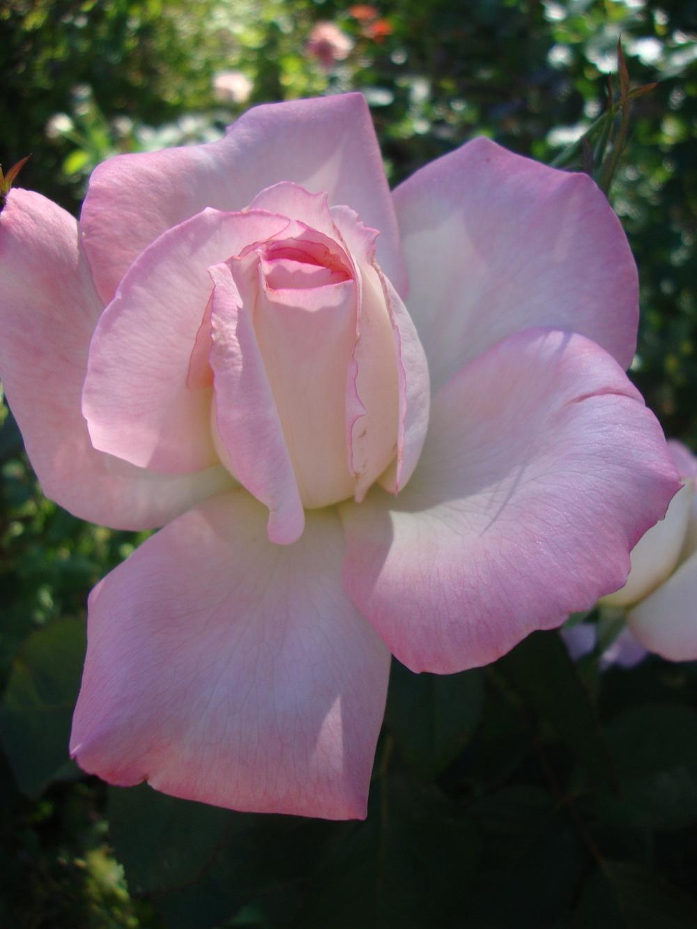 Photo of Rose (Rosa 'Secret') uploaded by Paul2032