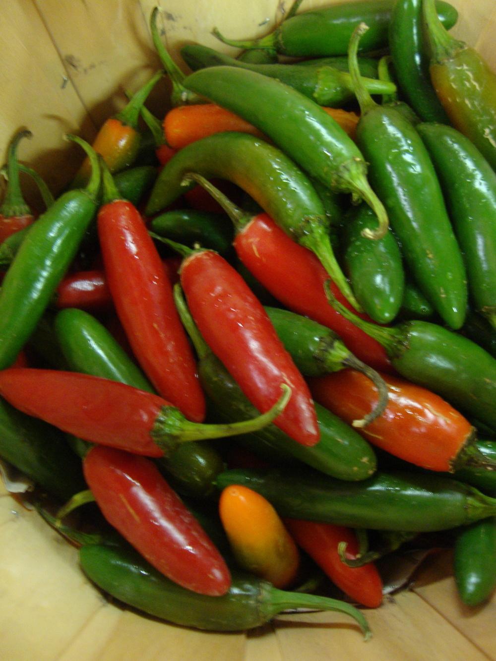 Photo of Hot Pepper (Capsicum annuum 'Serrano') uploaded by Paul2032
