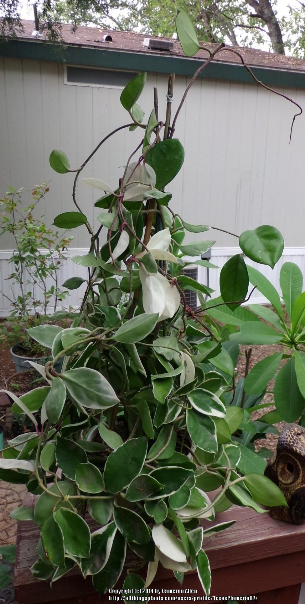 Photo of Krimson Queen Hoya (Hoya carnosa 'Tricolor') uploaded by TexasPlumeria87