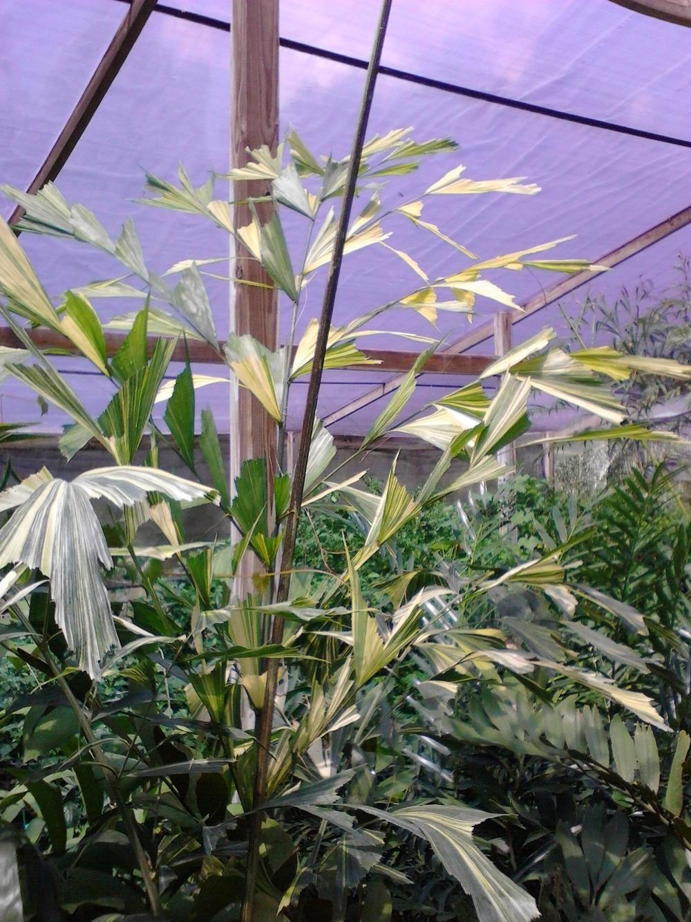 Photo of Variegated Fishtail Palm (Caryota mitis 'Variegata') uploaded by cycadjungle